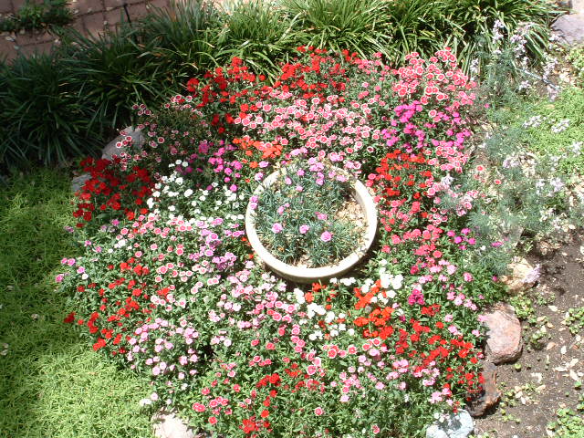 View from above of Dianthus flower bed.