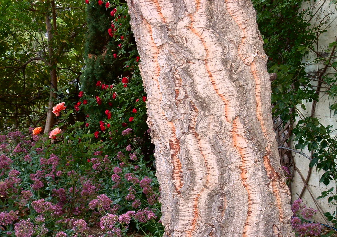 cork oak tree